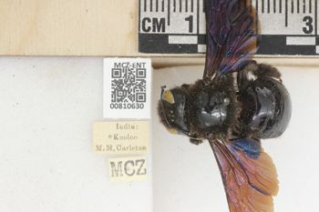 Media type: image;   Entomology 810630 Aspect: labels